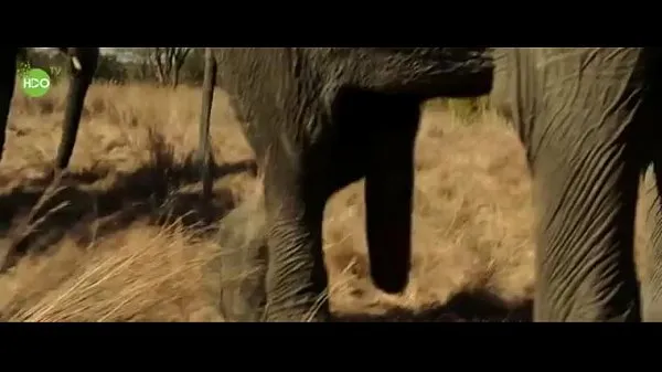 Afficher Fête d'éléphant 2016 vidéos Drive