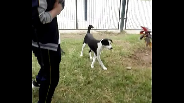 Schmutzige Hunde im ParkFahrvideos anzeigen